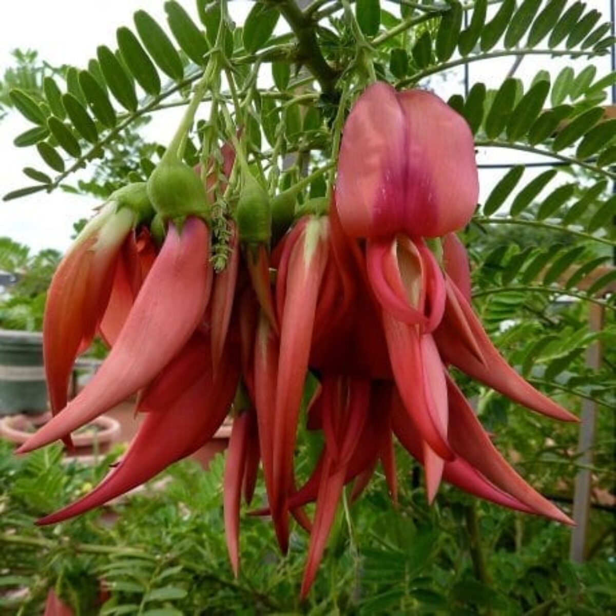 Pink Glory Pea Pink Kaka Beak Parrot Beak (Clianthus puniceus var. Rosea)