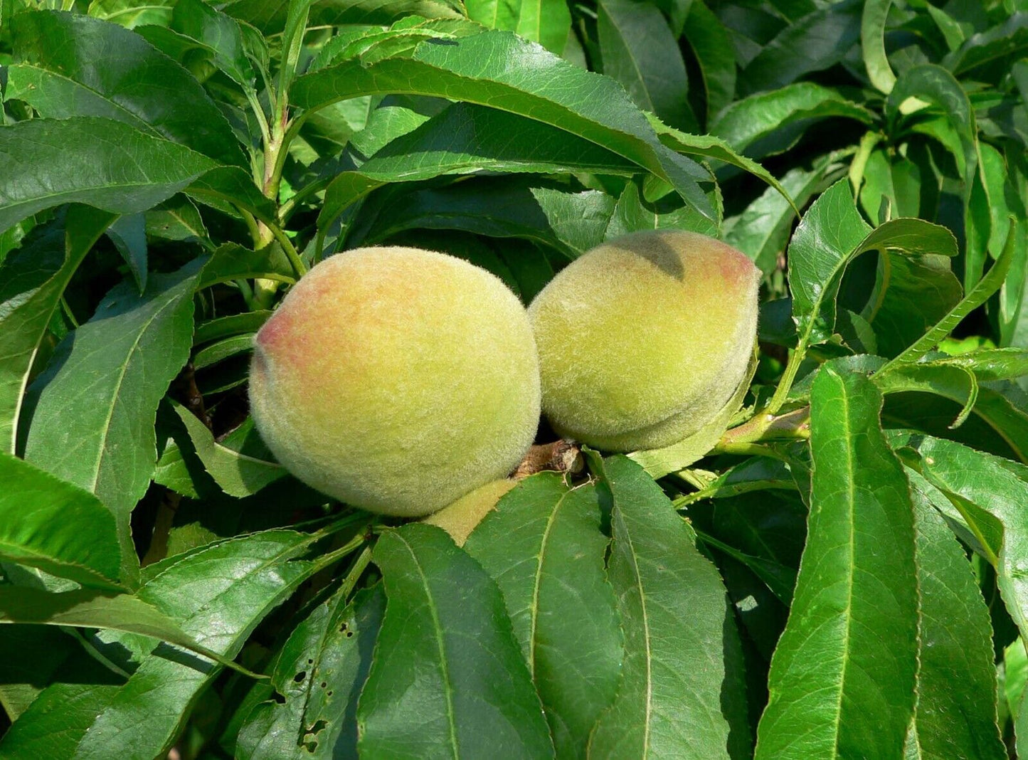 Nemaguard Peach (Prunus persica var. Nemaguard)