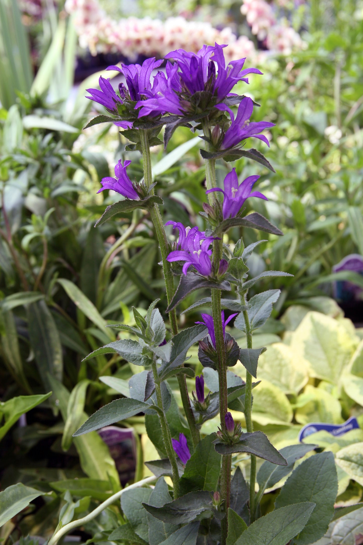 Clustered Bellflower Danes Blood (Campanula glomerata)