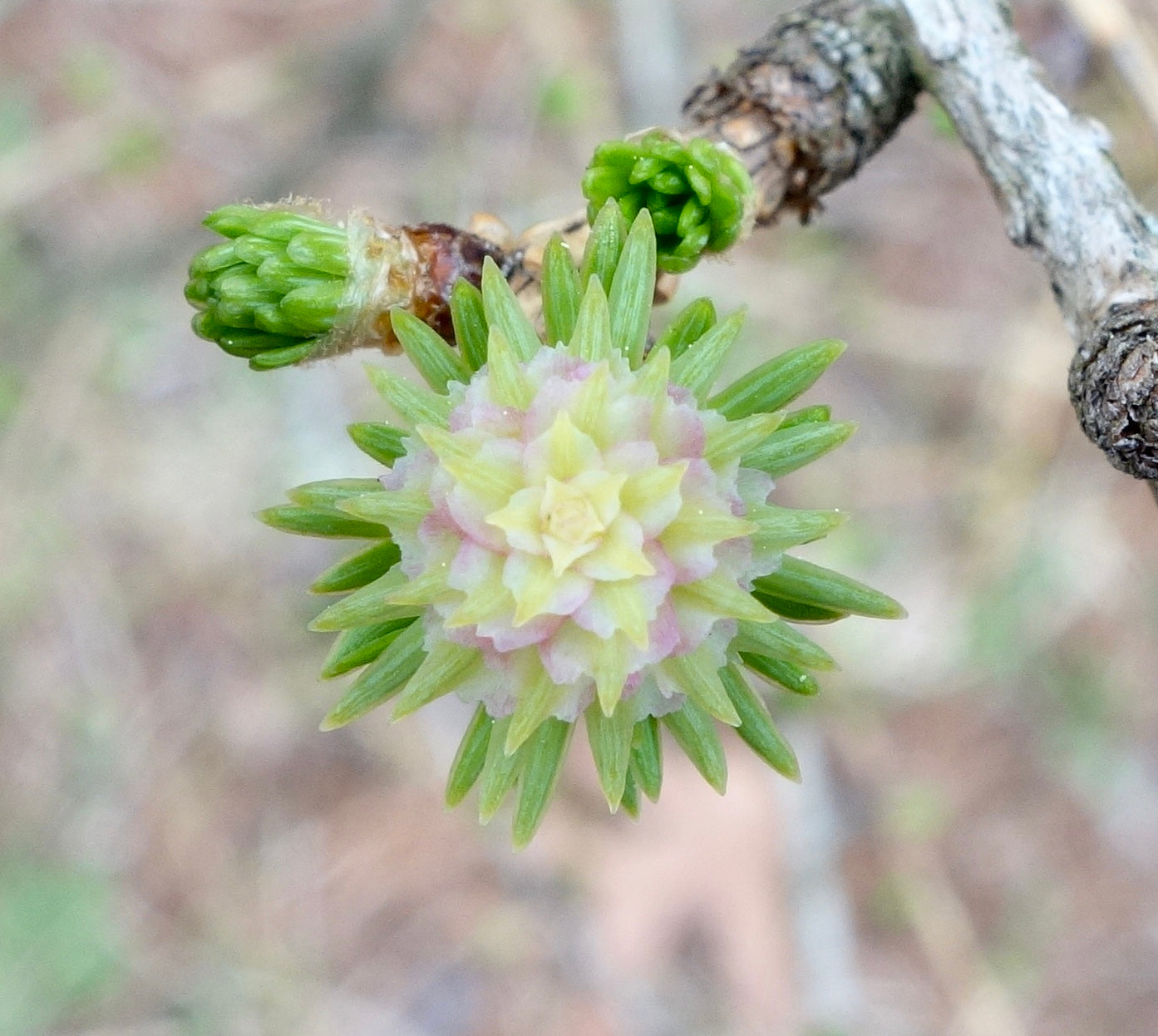 Prince Rupprects Larch (Larix gmelinii var. principis-rupprechtii)