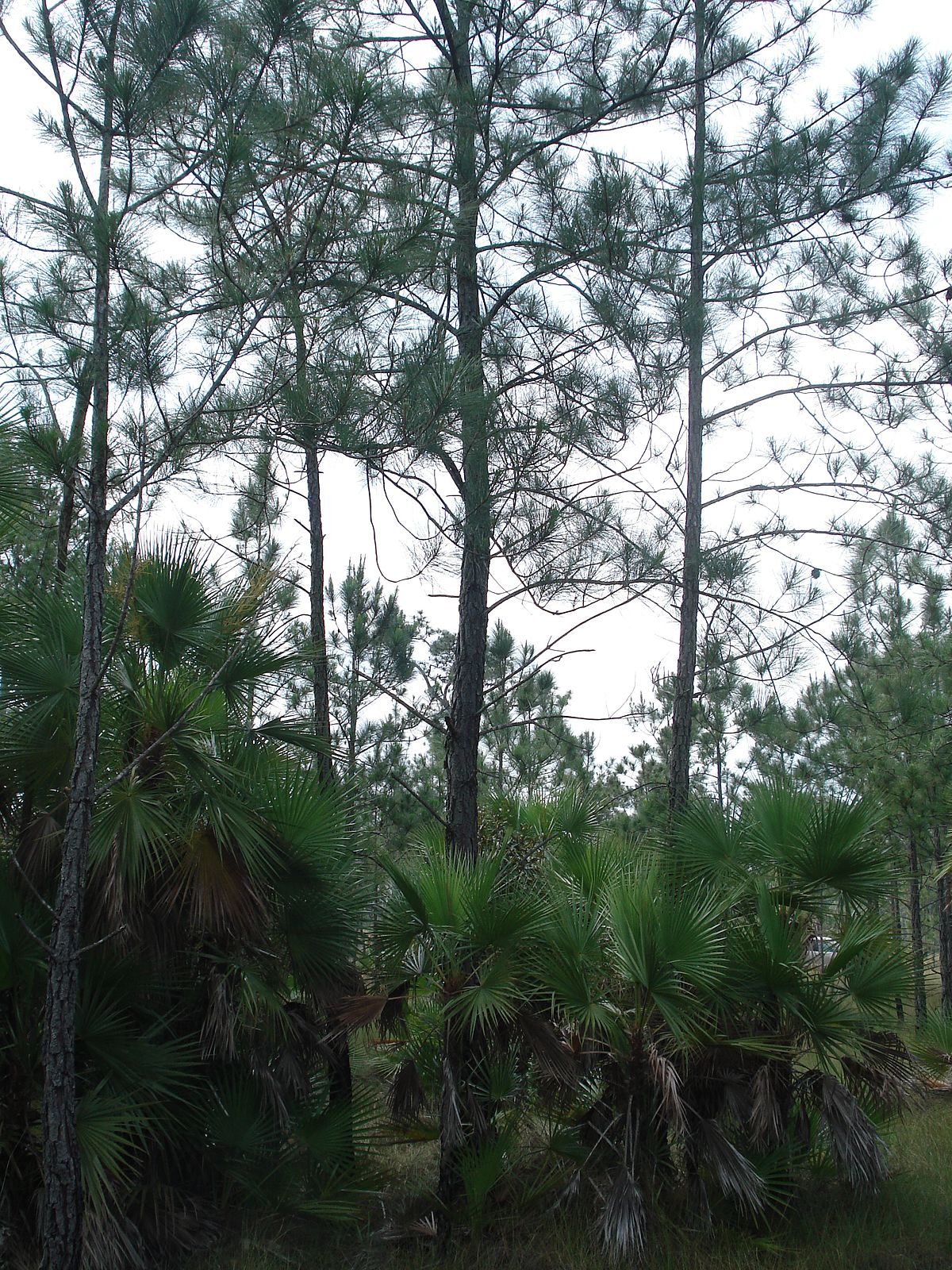 Caribbean Honduras Pine (Pinus caribaea var. hondurensis)