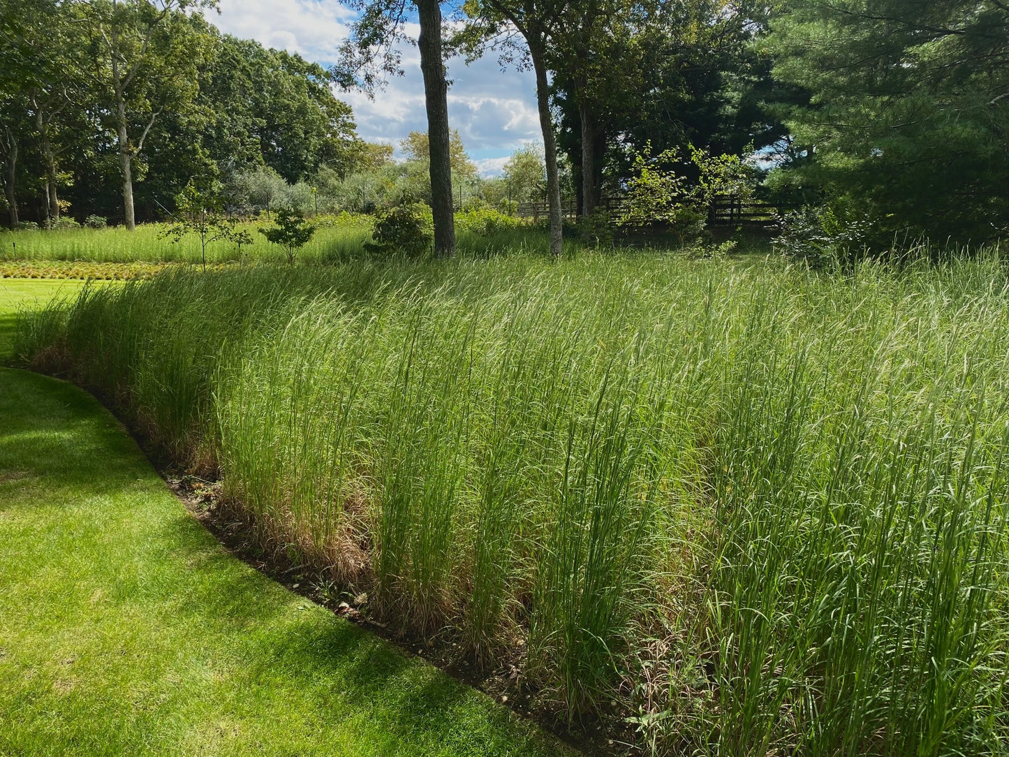 Broom Sedge Bluestem (Andropogon virginicu)