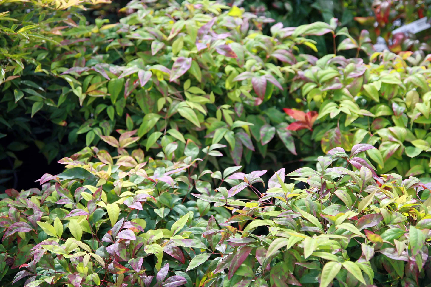 Dwarf Heavenly Bamboo Nana Bamboo (Nandina domestica 'Nana')
