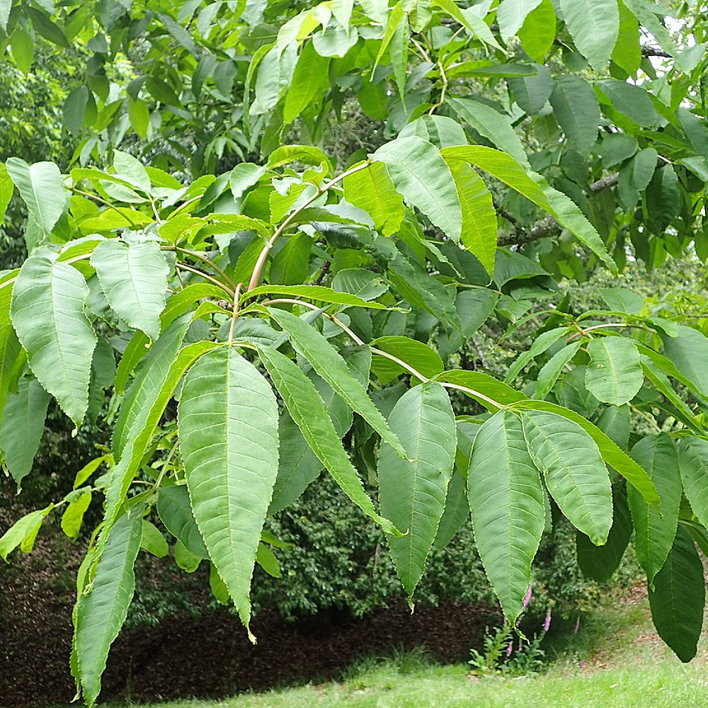 Manchurian Ash (fraxinus Mandshurica) – Sejahtera Seeds And Bulbs