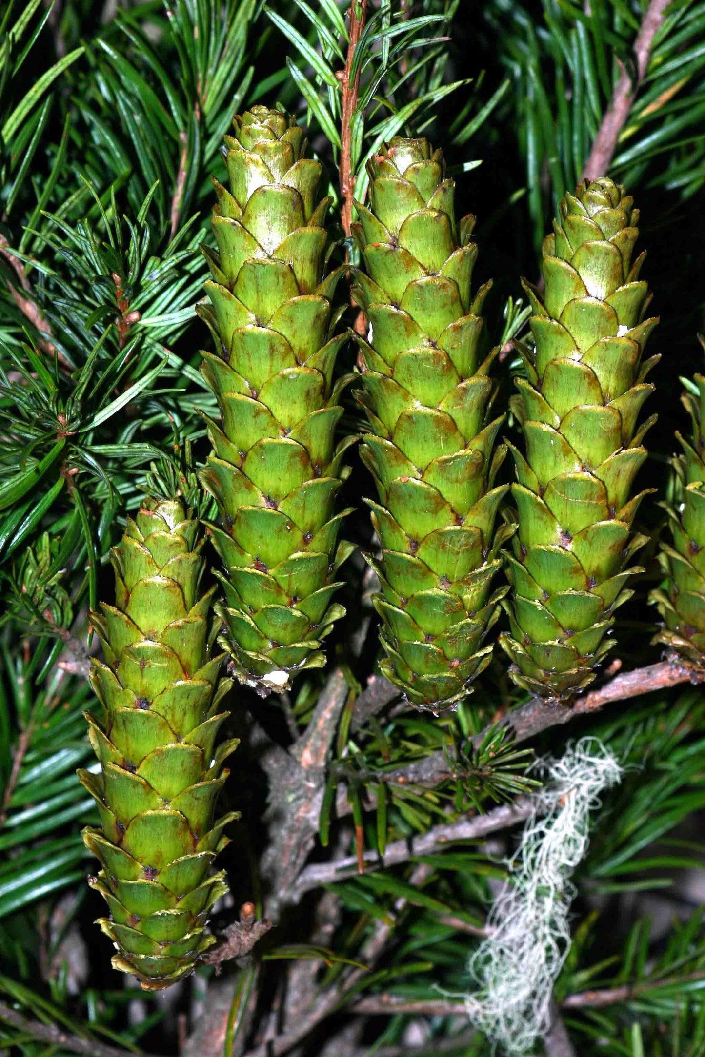 Evelyn Keteleeria Yunnan Youshan (Keteleeria evelyniana)