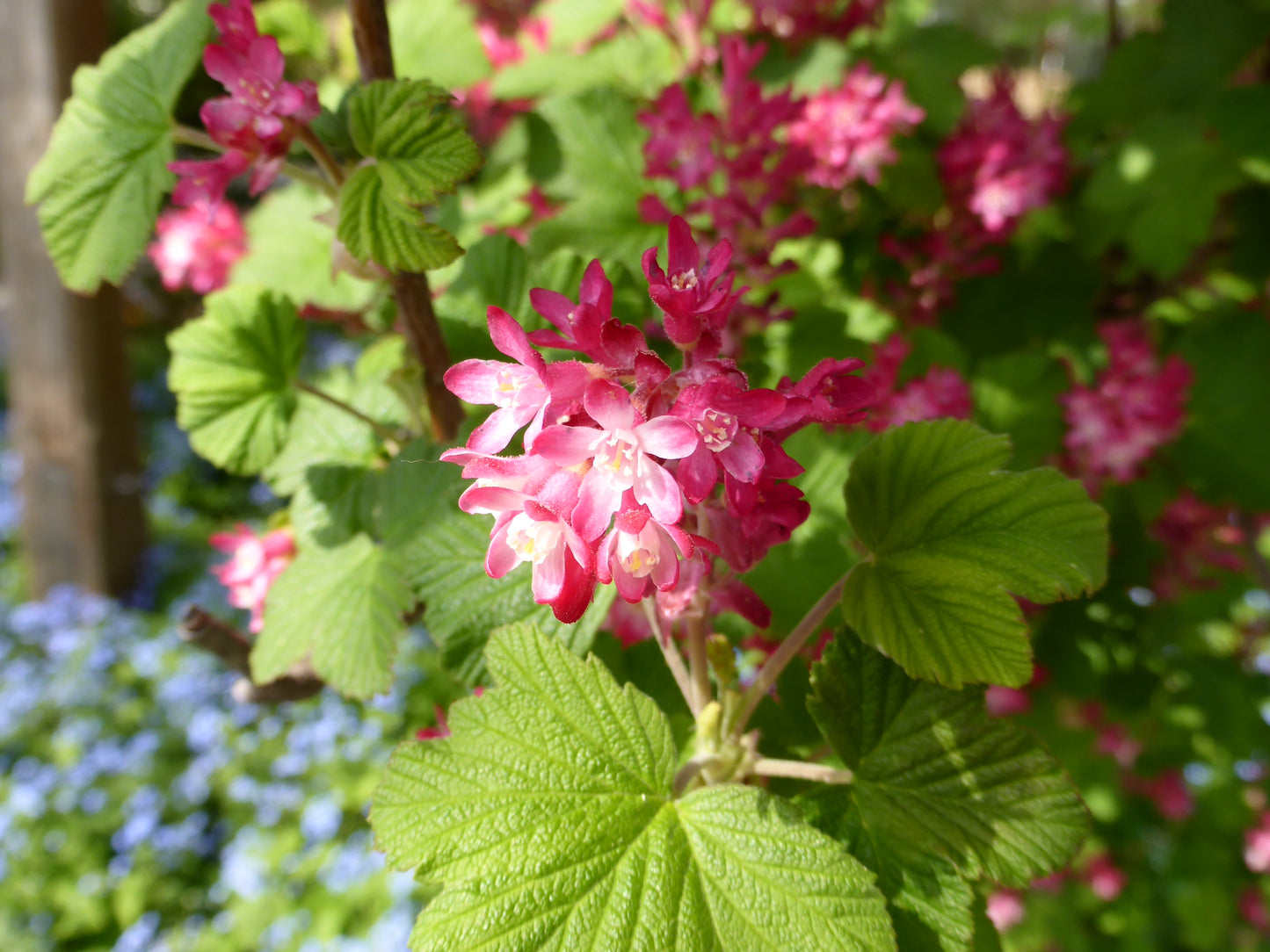 Red-flowering Currant Redflower Currant (Ribes sanguineum)