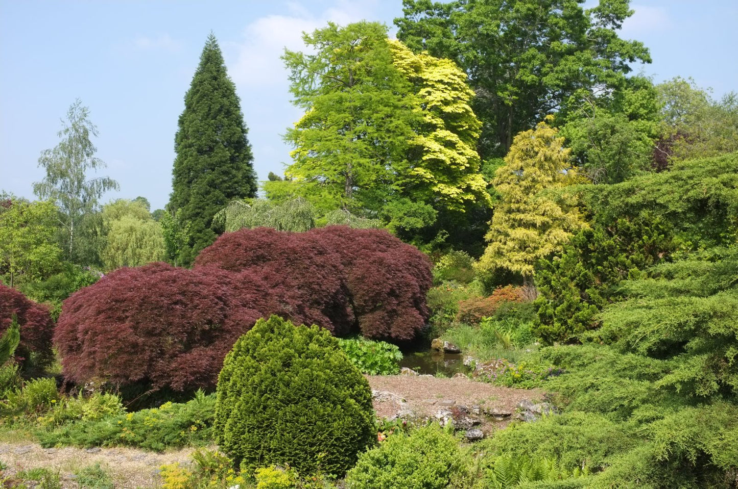 Omurayama Japanese Maple (Acer palmatum ssp. matsumurae 'Omurayama' dry seed)