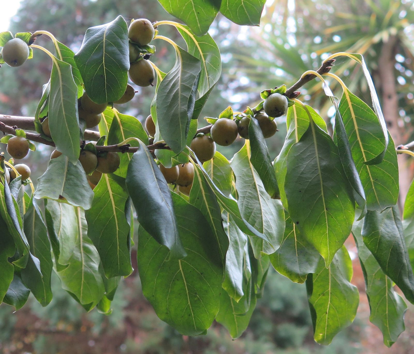 Caucasian Persimmon Date Plum Dateplum Persimmon (Diospyros lotus)