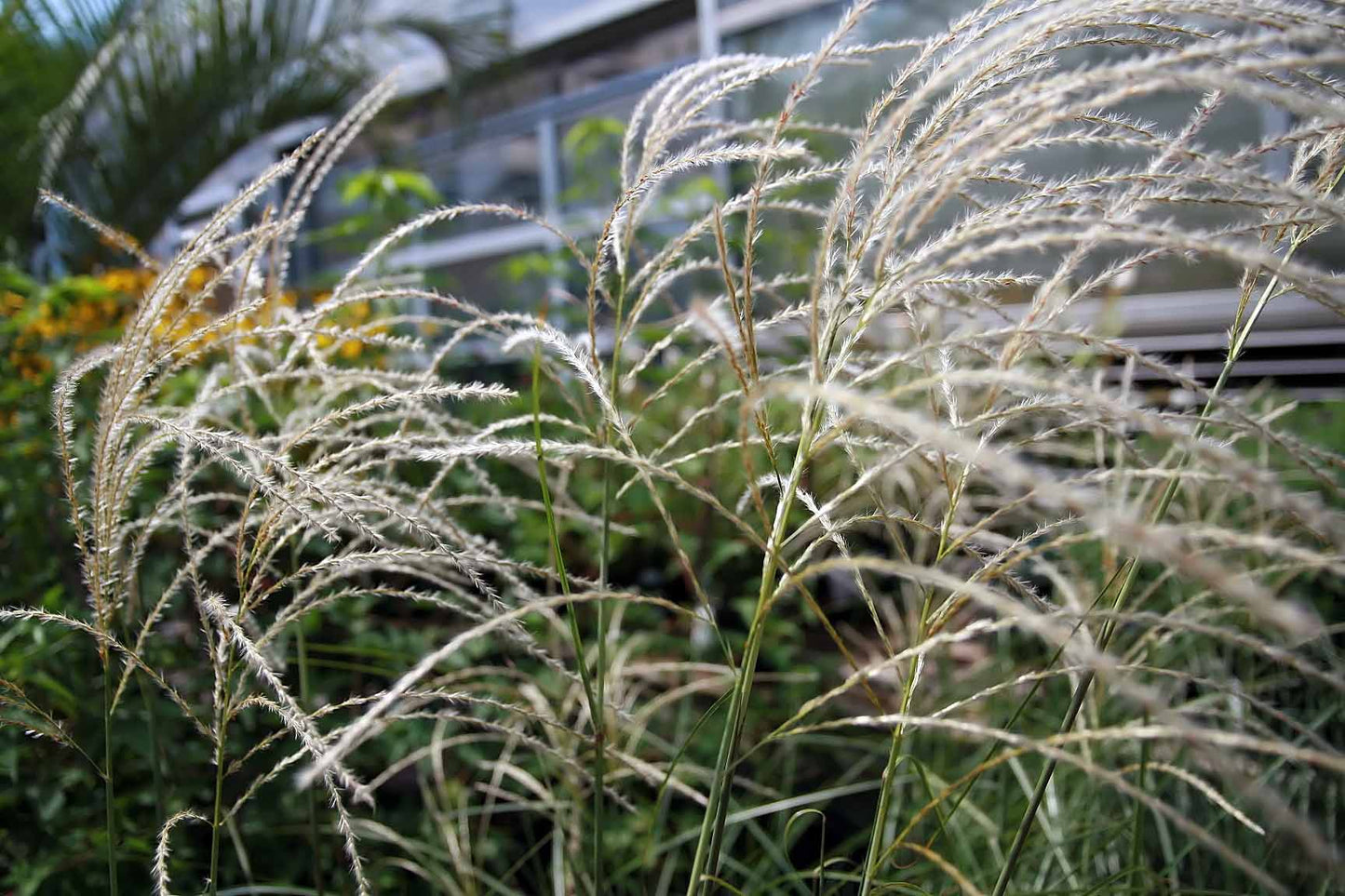 Chinese Silvergrass (Miscanthus sinensis)