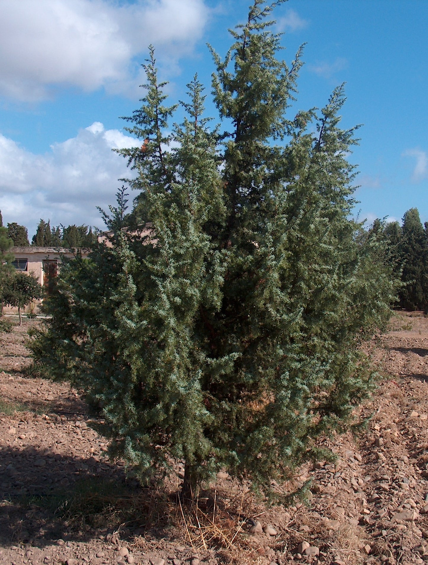 Cade Juniper Juniper (Juniperus oxycedrus)