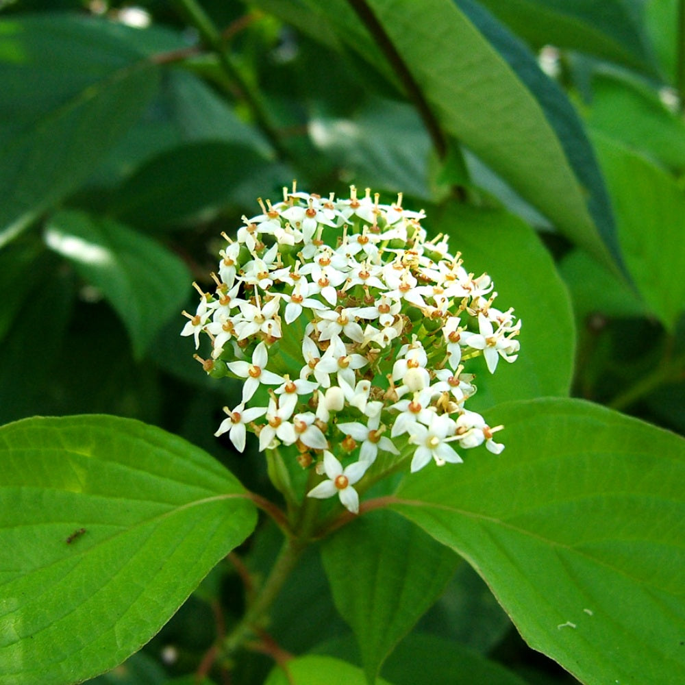 American Dogwood Red Osier Red-rood Red-twig Dogwood (Cornus sericea)