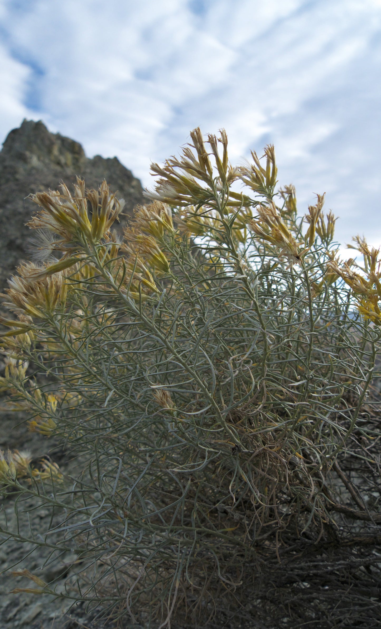 Gray Rabbitbrush Rubber Showy Rabbitbrush (Ericameria nauseosa var. speciosa)