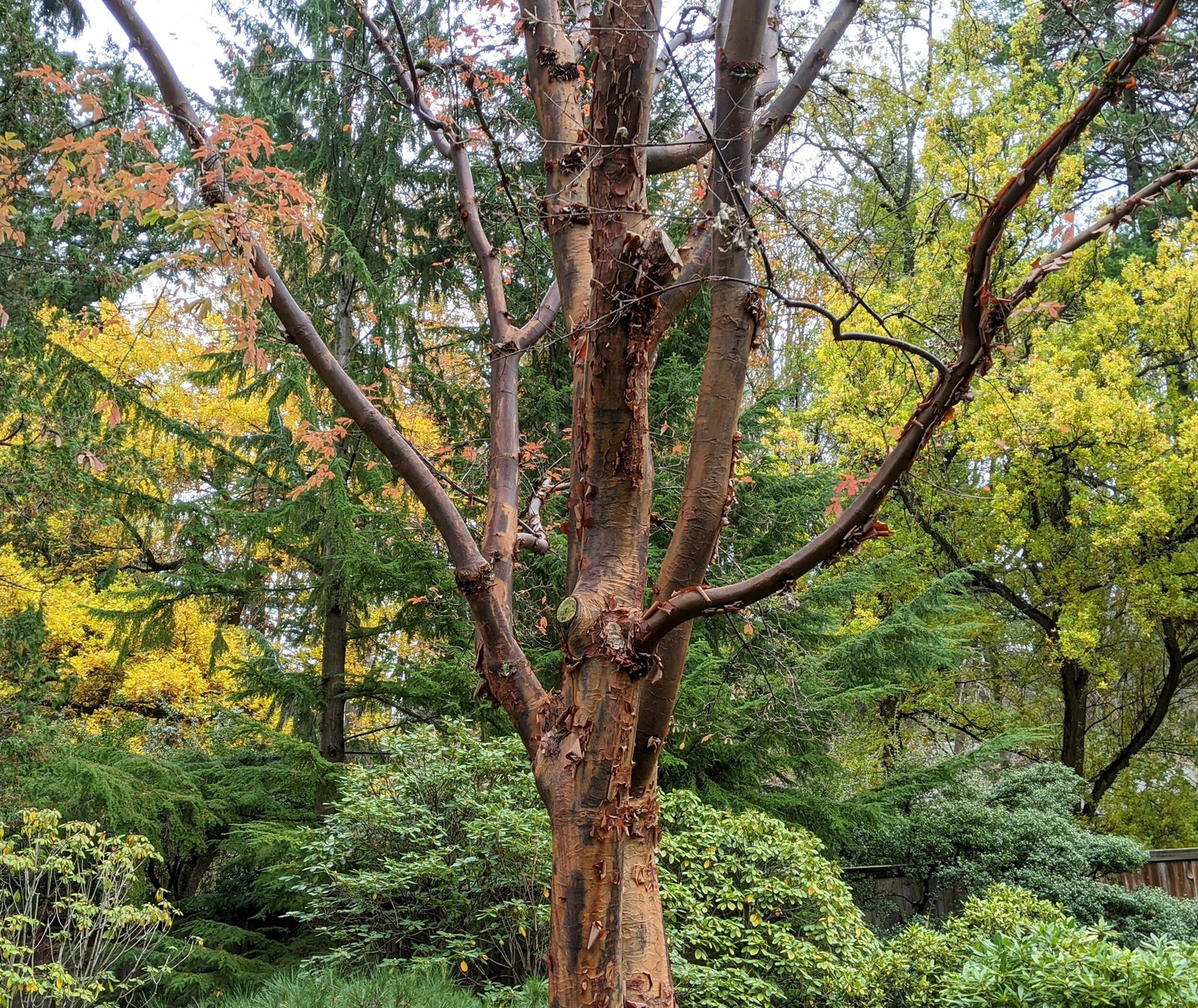 Paper Bark Paperbark Maple (Acer griseum winged)
