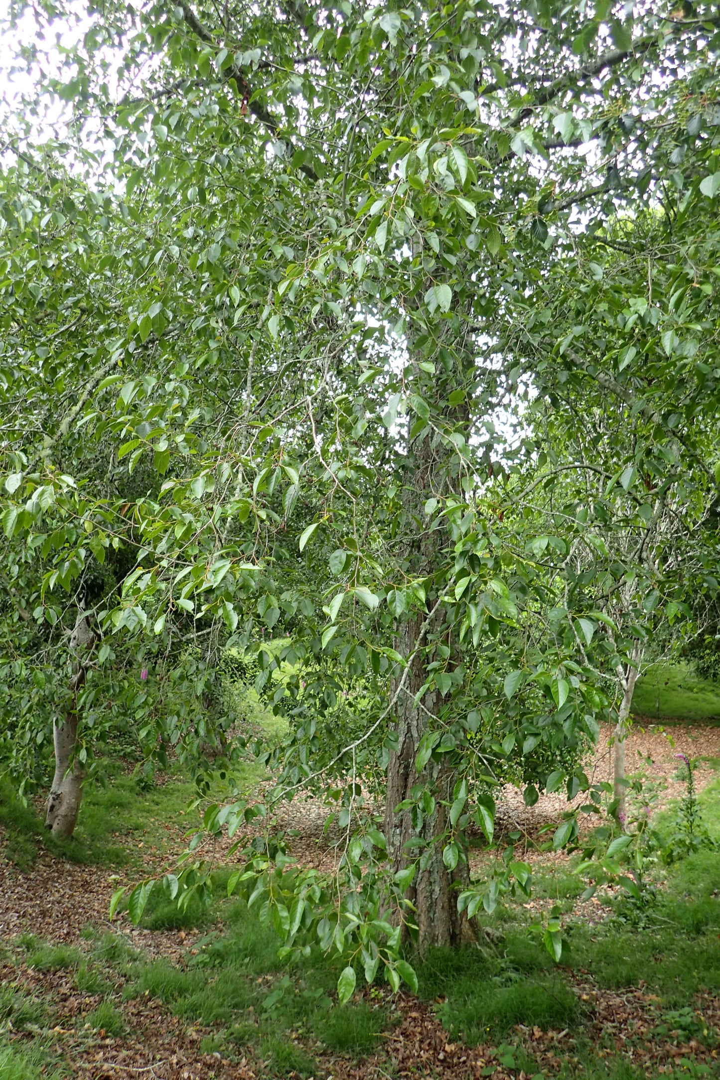 Nepal Alder (Alnus nepalensis)