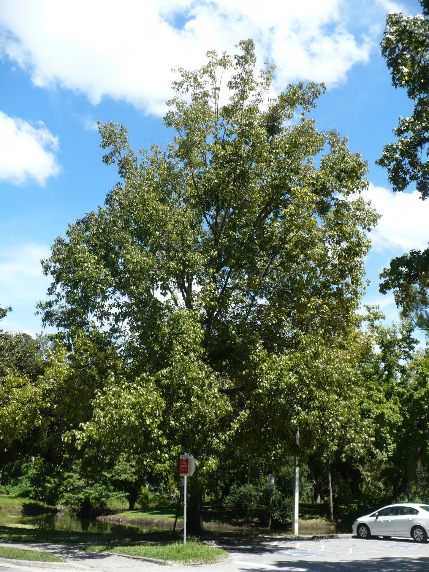 Cherrybark Oak (Quercus pagoda)