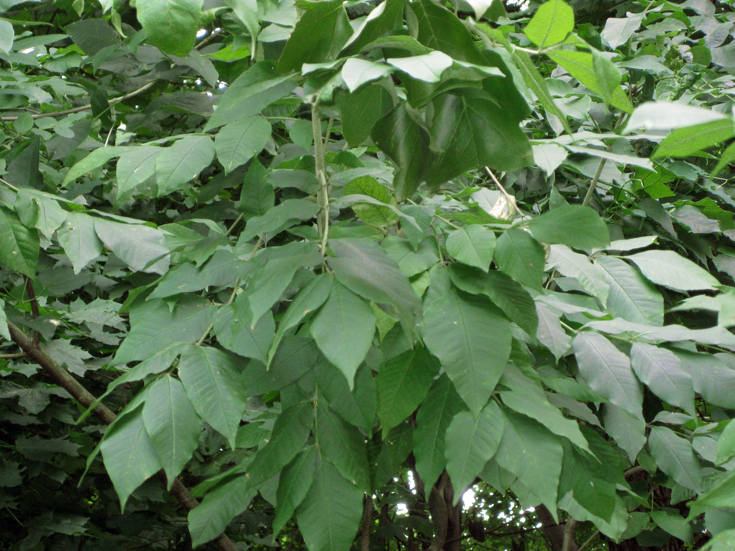 Blue Ash (Fraxinus quadrangulata)