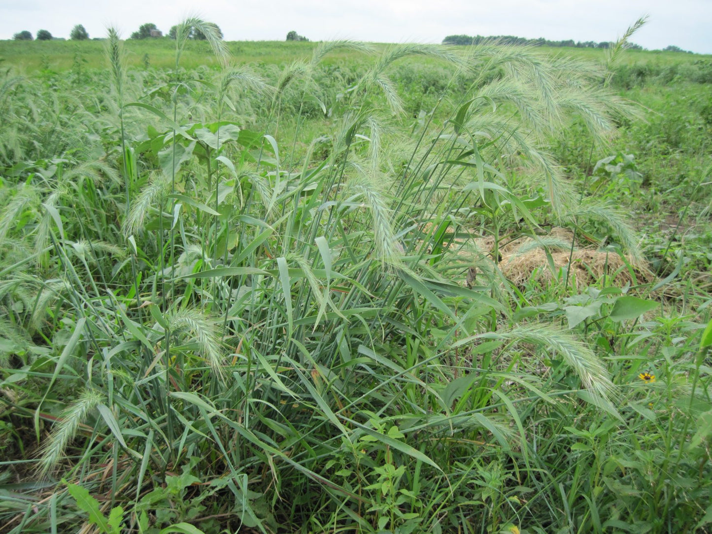 Canada Wild Rye (Elymus canadensis)