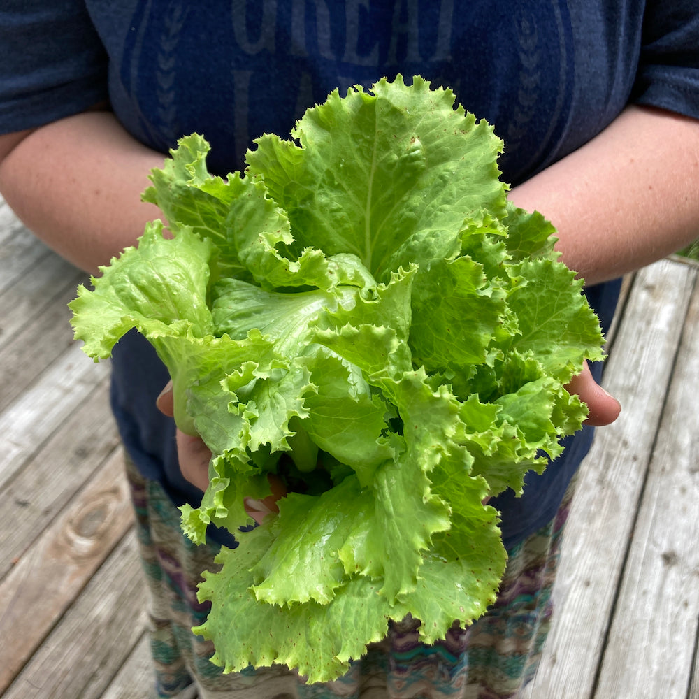 Garden Lettuce Hanson Improved Lettuce (Lactuca sativa 'Hanson Improved')
