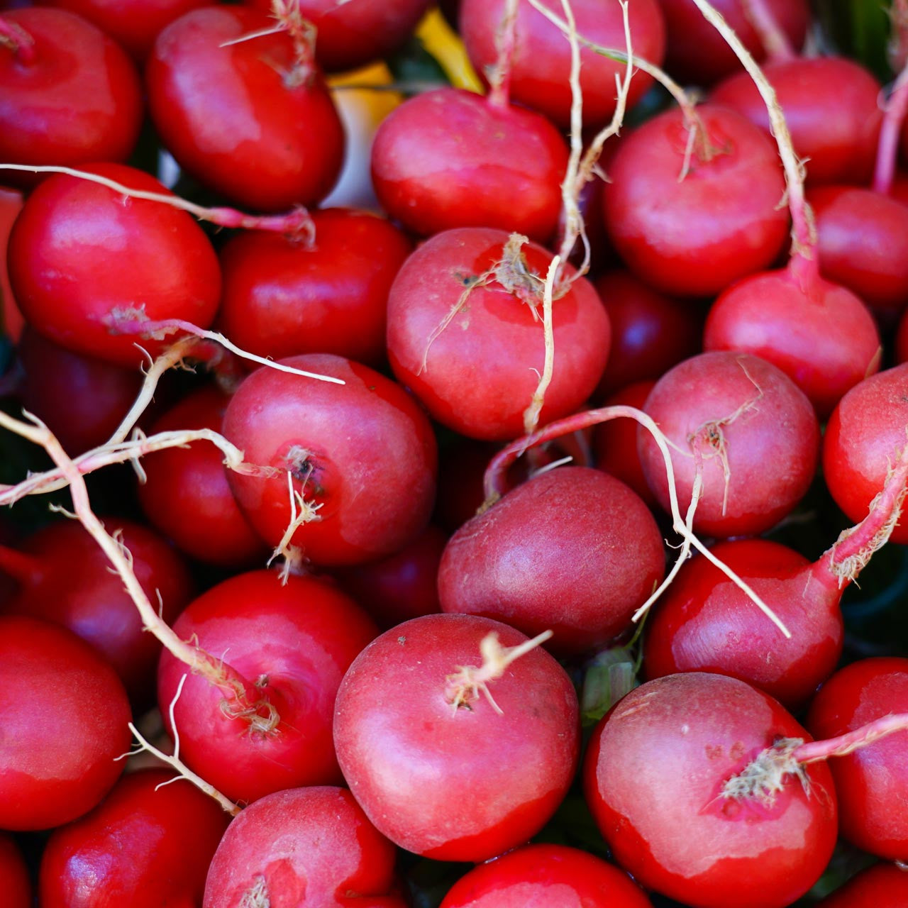 Cherry Belle Radish (Raphanus sativus 'Cherry Belle')