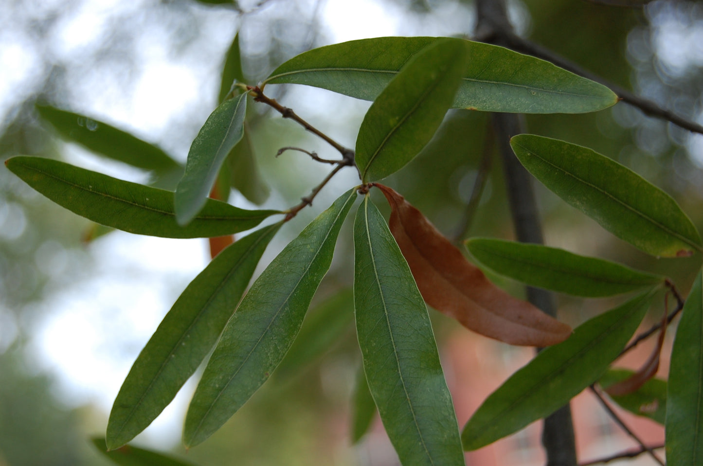 Willow Oak (Quercus phellos)