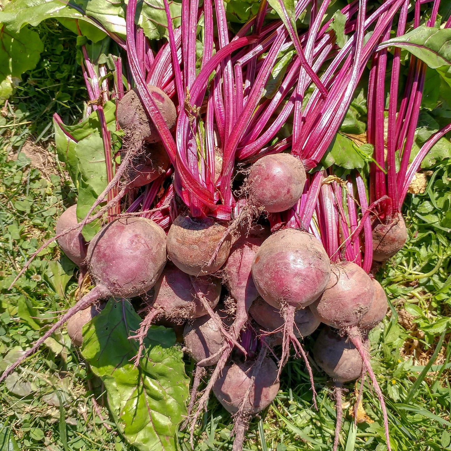 Common Beet Detroit Dark Red Beet (Beta vulgaris 'Detroit Dark Red')