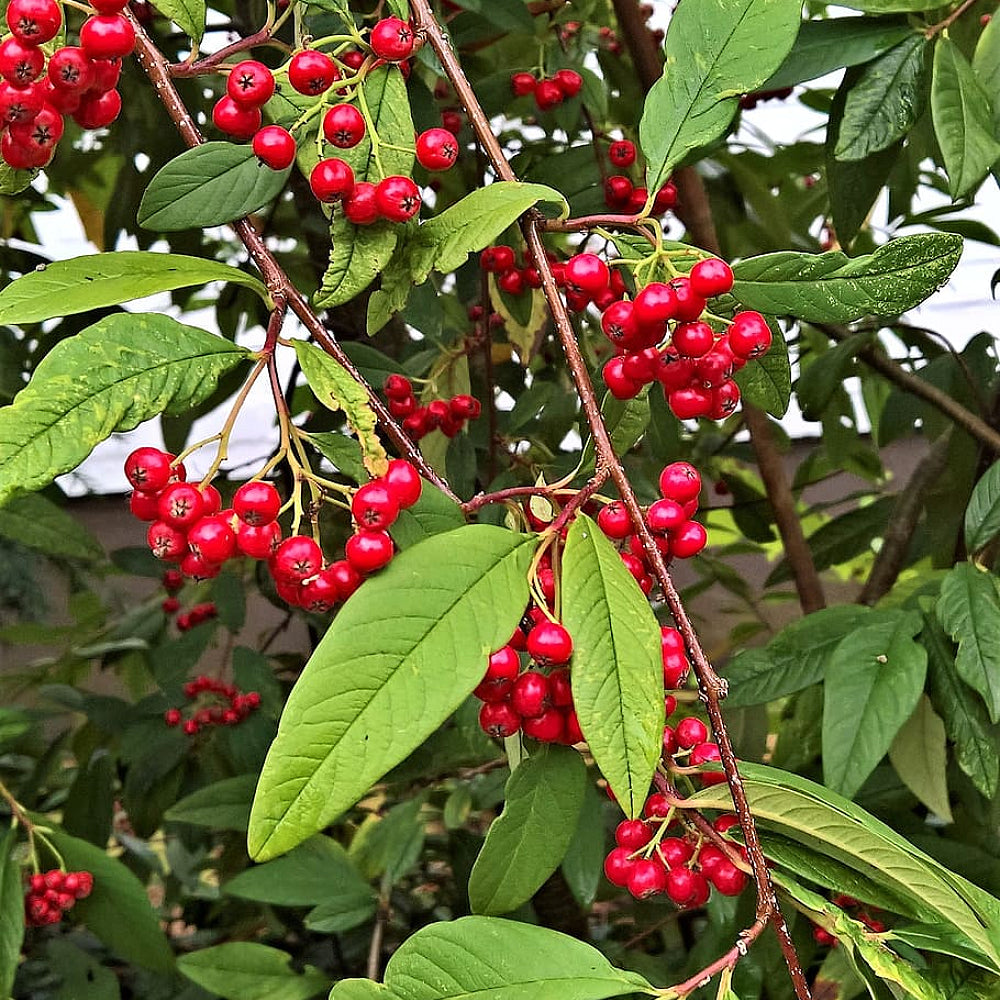 Hollyberry Cotoneaster (Cotoneaster bullatus clean seed)