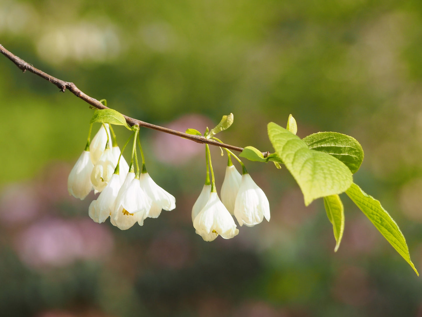 Mountain Silverbell Snow Drop (Halesia carolina var. monticola)