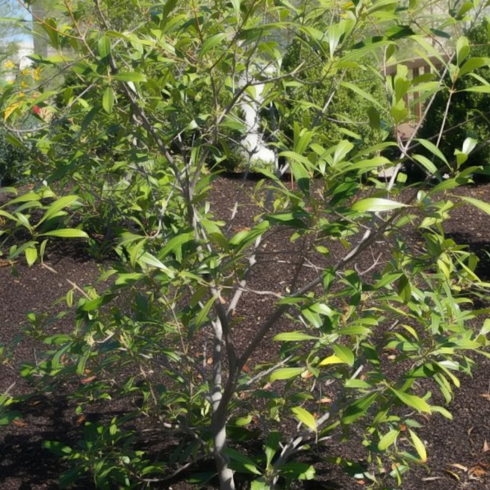 Devilwood (Osmanthus americanus)