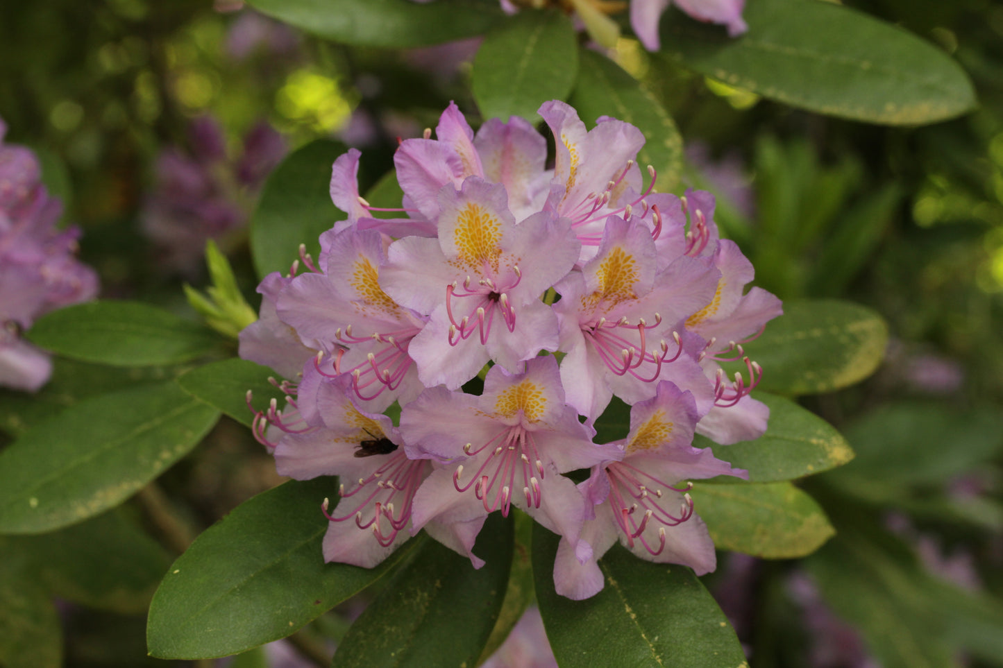 Carolina Azalea Carolina Rhododendron (Rhododendron carolinianum)