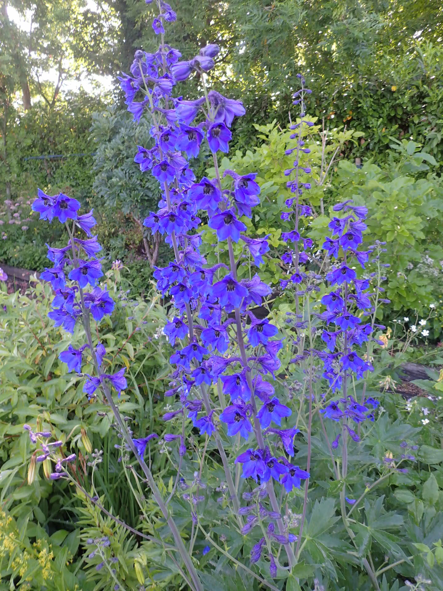Giant Imperial Delphinium (Delphinium sp 'Giant Imperial')