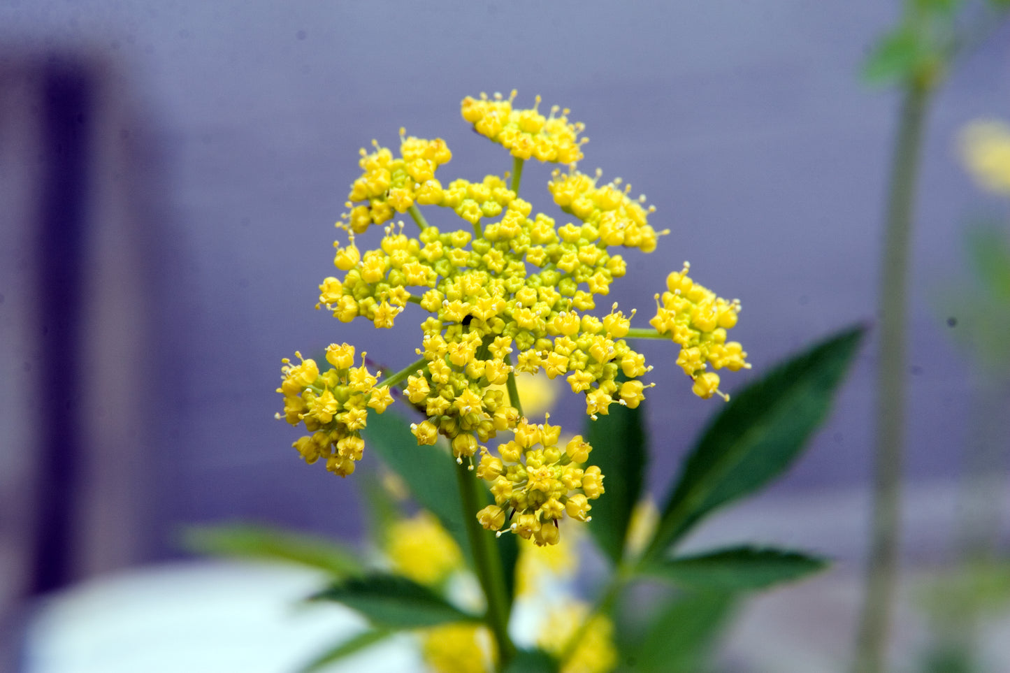 Golden Alexanders Zizia Parsnip (Zizia aurea)
