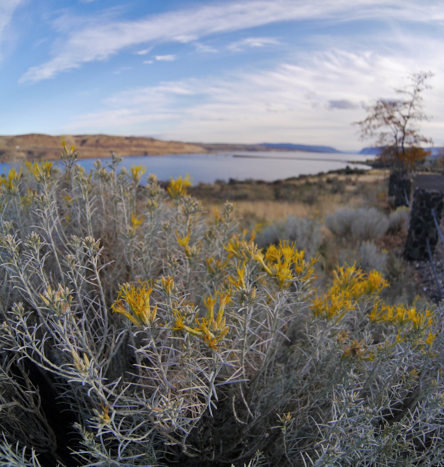Gray Rabbitbrush Rubber Showy Rabbitbrush (Ericameria nauseosa var. speciosa)