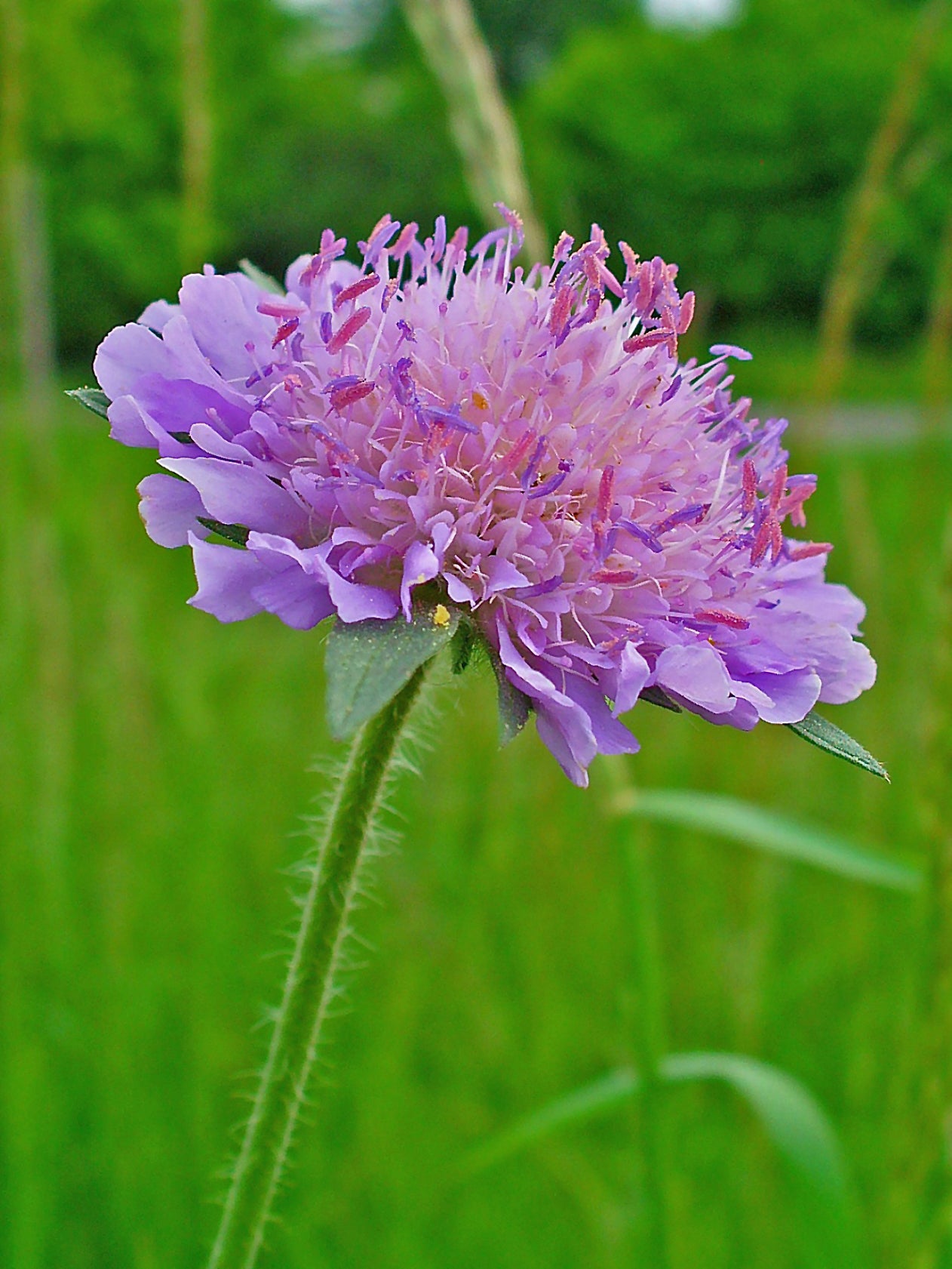 Blue Field Scabiosa Scabious (Knautia arvensis)