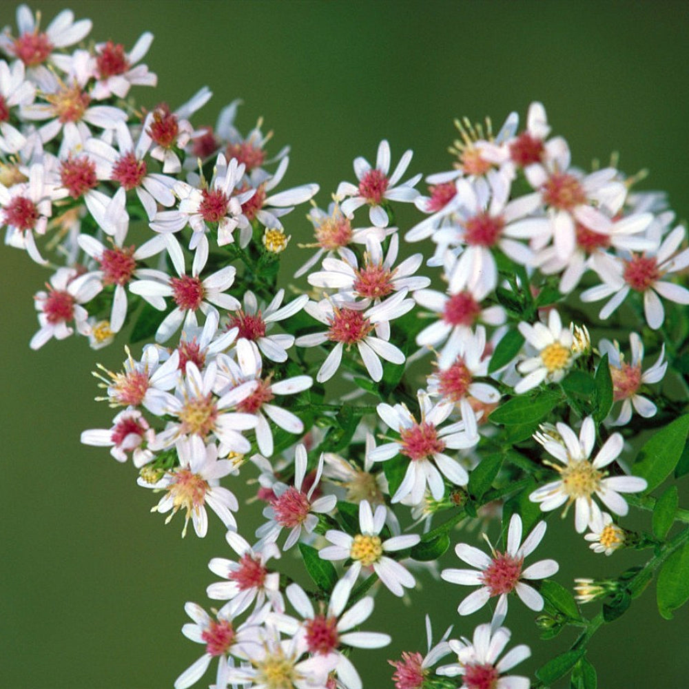 Calico Aster (Symphyotrichum lateriflorum)