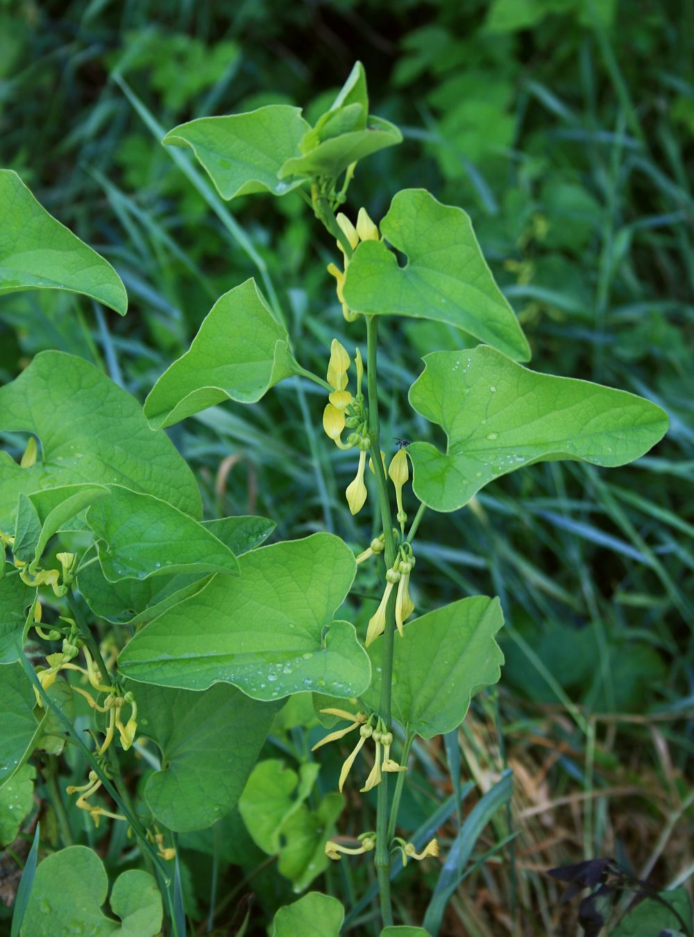 Birthwort (Aristolochia clematitis)