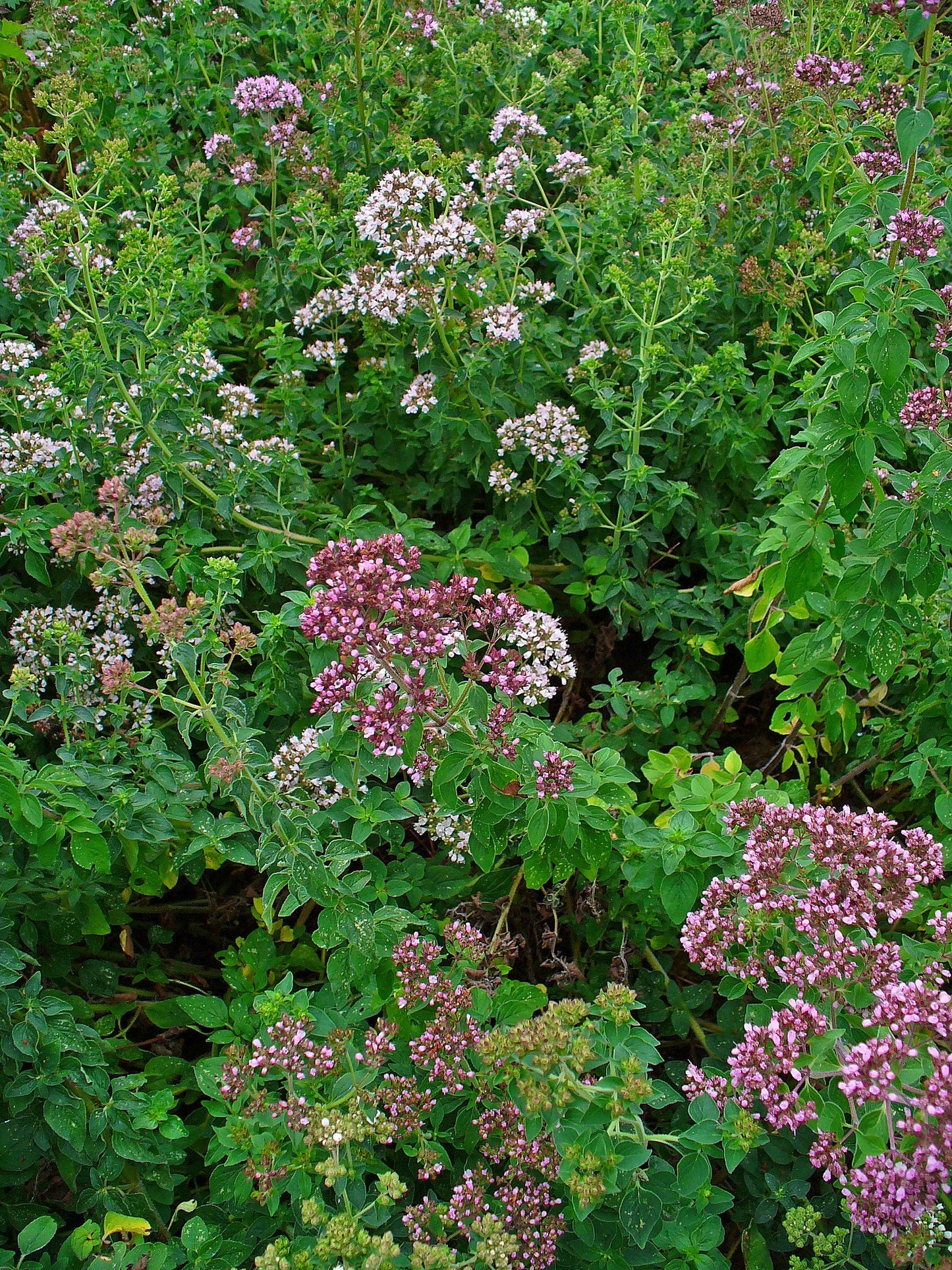 Oregano (Origanum vulgare var. Virens)