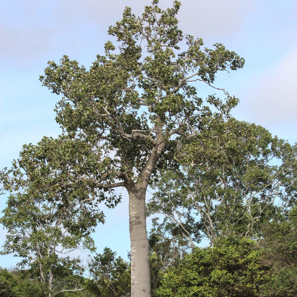 Broad-leaved Bottle Tree (Brachychiton australis)