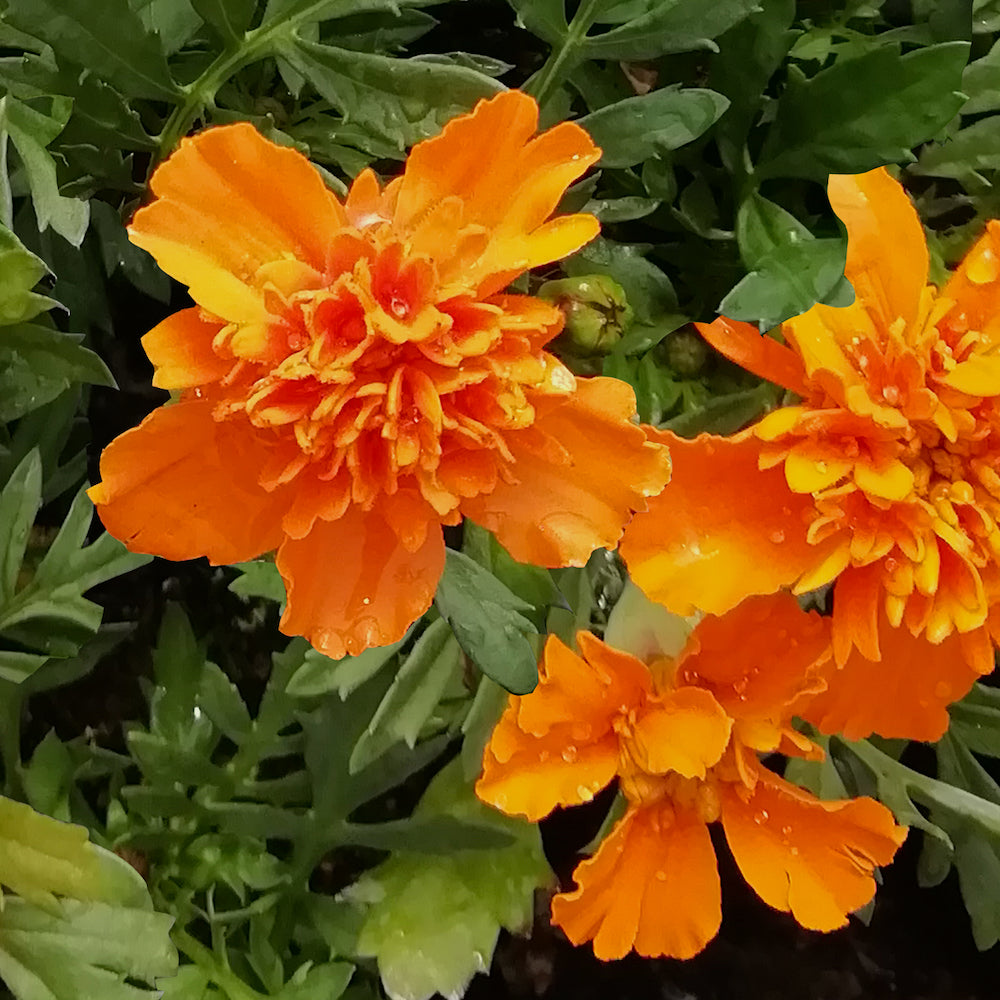 French Marigold Cherry Marigold (Tagetes patula var. Red Cherry Marigold)
