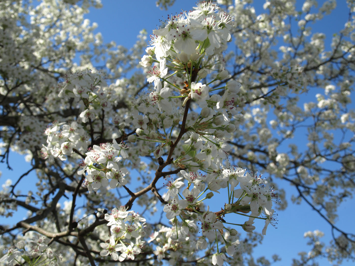 Callery Pear (Pyrus calleryana China)