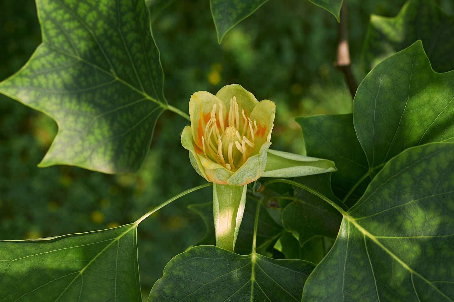 American Tulip Tree, Magnolia Yellow Poplar Whitewood (Liriodendron tulipifera winged)