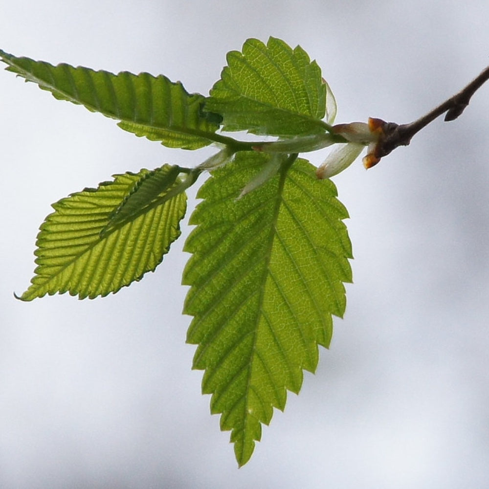 Red Elm Slippery Elm (Ulmus rubra winged)
