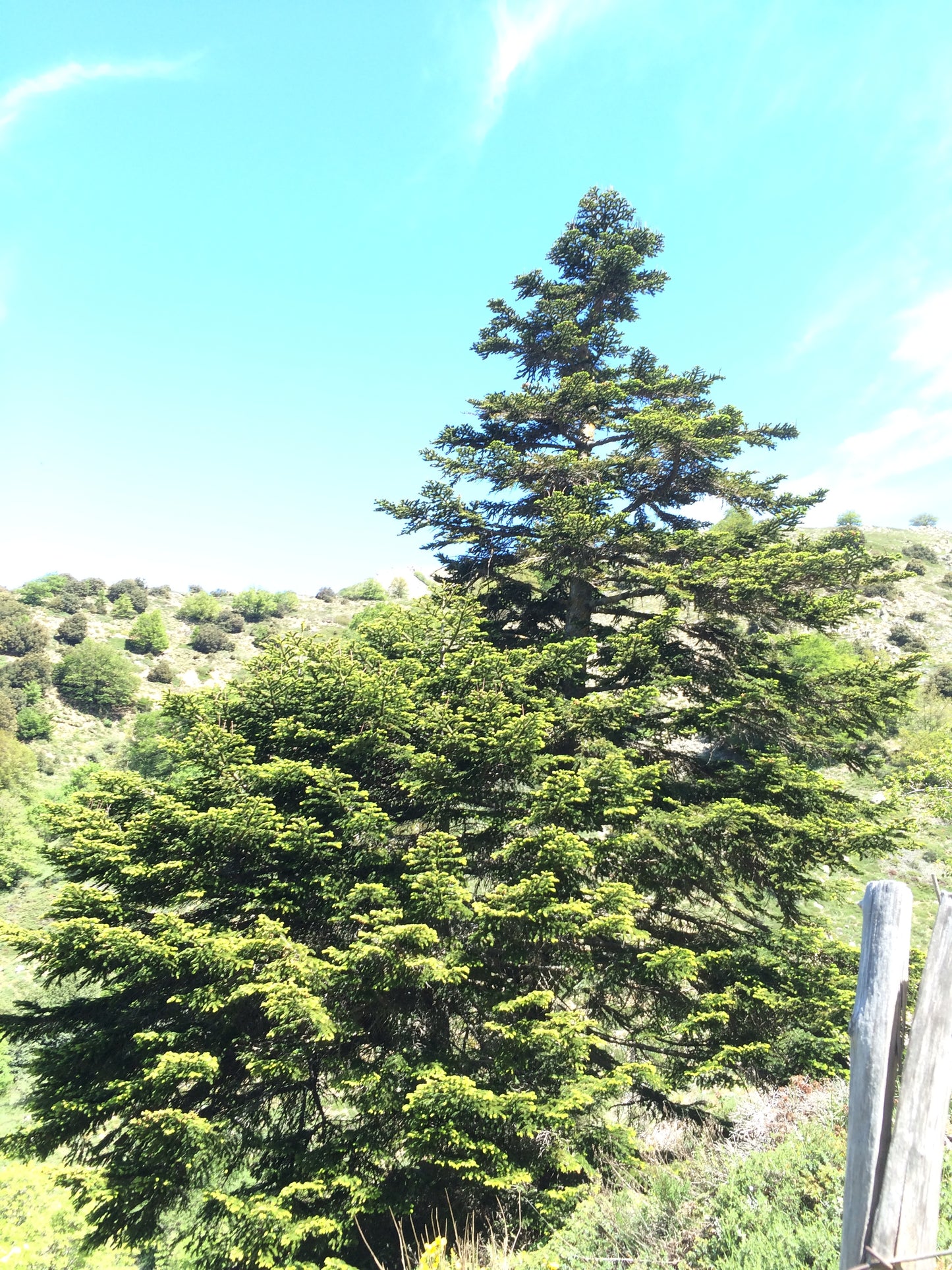 Select Bornmullers Fir Select Turkish Fir (Abies bornmuelleriana Select)