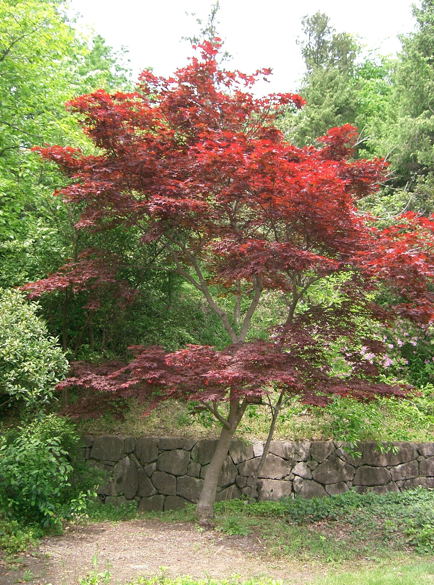 Kinran Japanese Maple (Acer palmatum ssp. amoenum 'Kinran' dry seed)