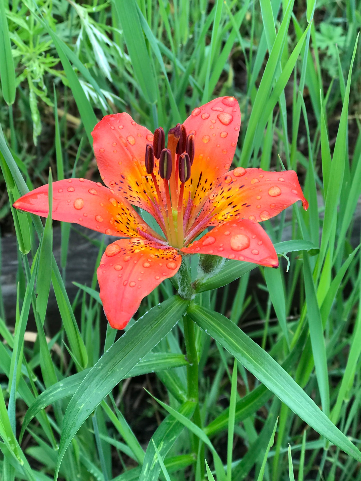 Candlestick Lily (Lilium pensylvanicum)