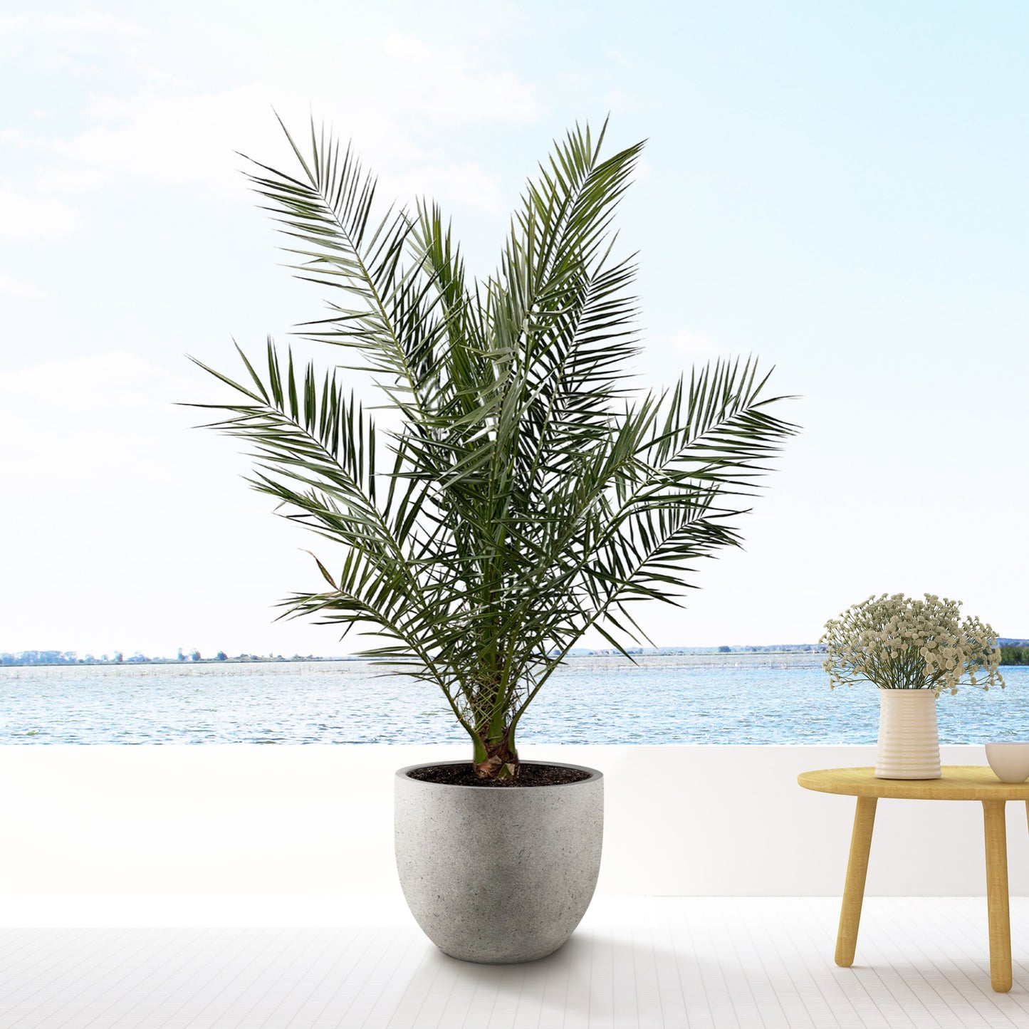 Canary Date Palm Island Pineapple (Phoenix canariensis)