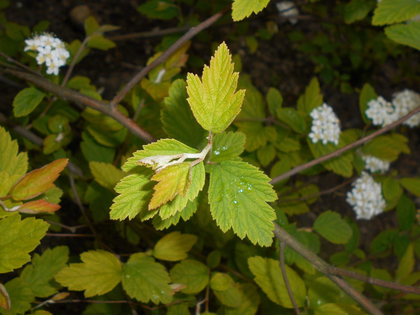 Chinese Spirea (Spiraea chinensis)