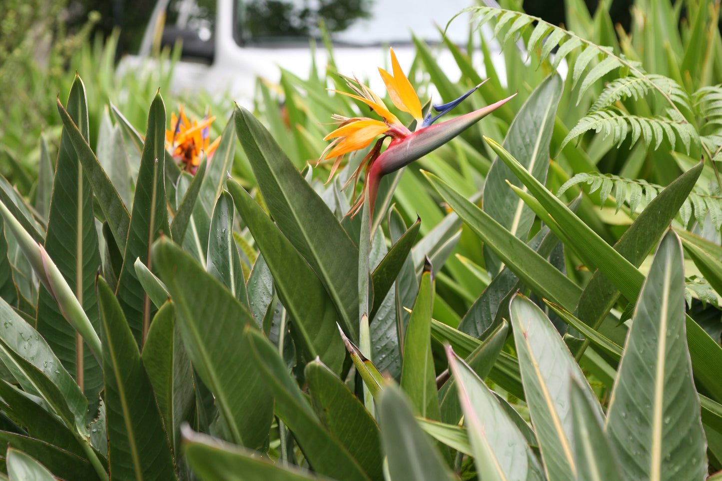 Bird-of-paradise Queens Bird-of Paradise Bird-of-paradise (Strelitzia reginae)