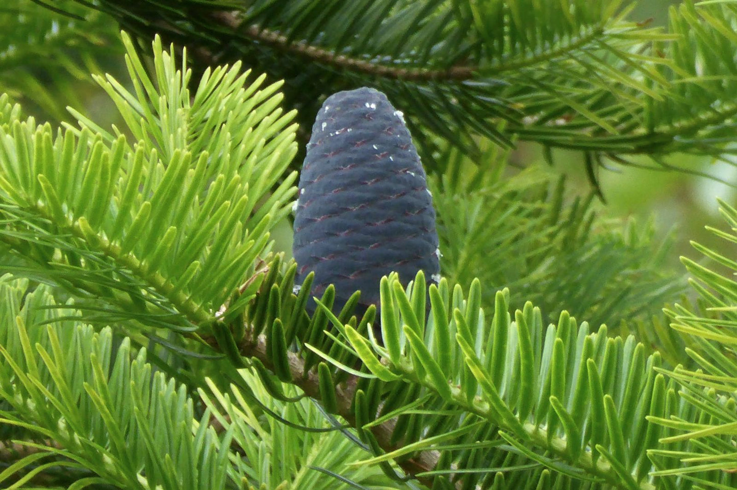 Ernest Fir (Abies recurvata var. ernestii)