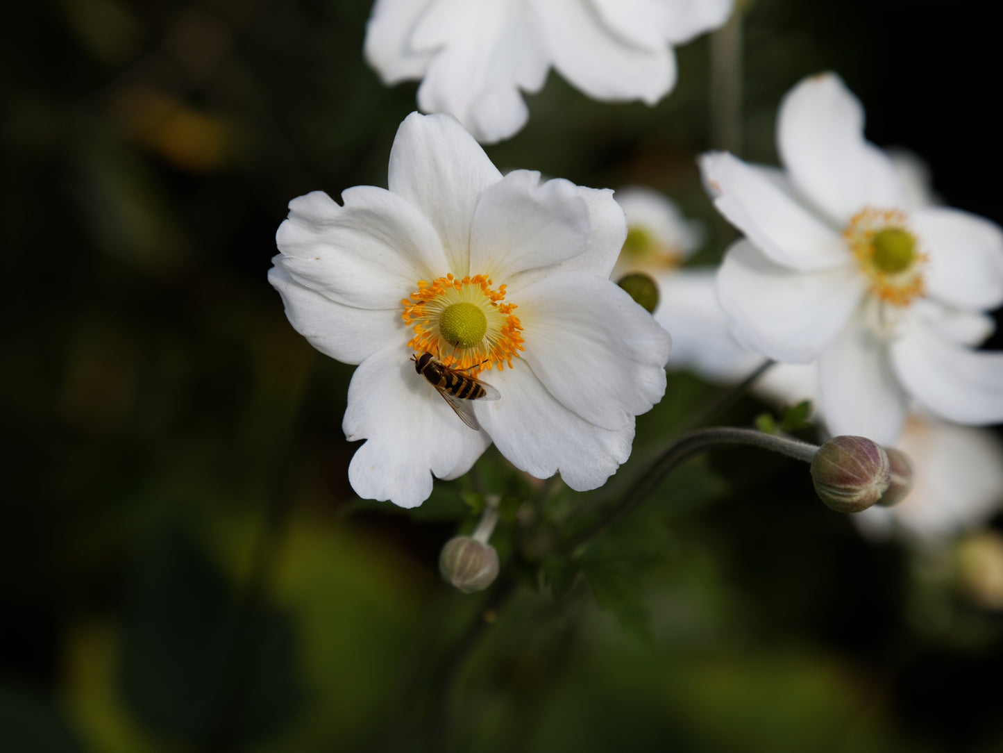 Chinese Anemone Thimbleweed (Anemone hupehensis)