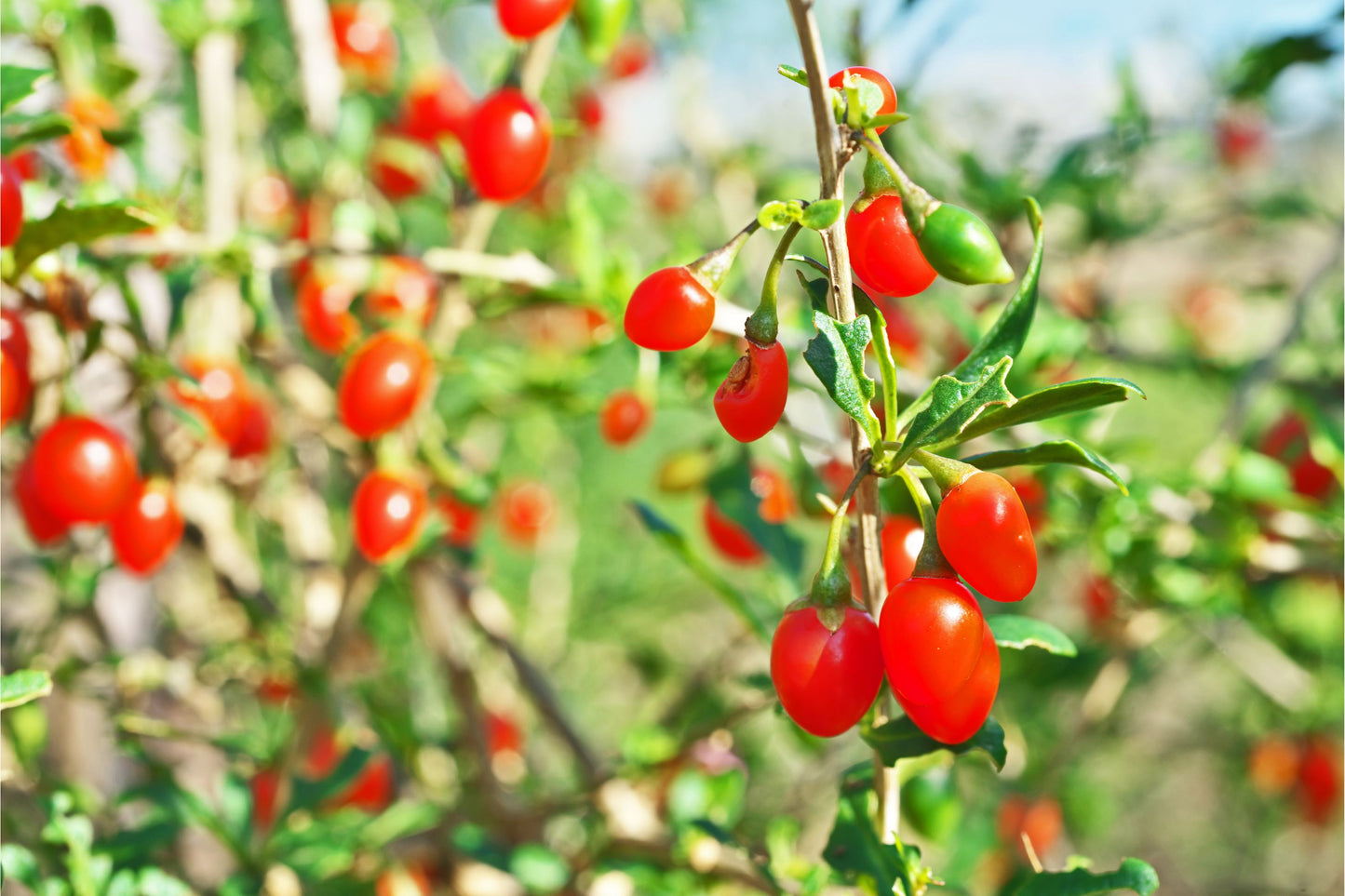 Barbary Matrimony Vine Bocksdorn Chinese Boxthorn Desert-thorn Wolfberry Duke Of Argylls Tea Tree Goji Berry Mede Medlar Wolfberry (Lycium chinense)